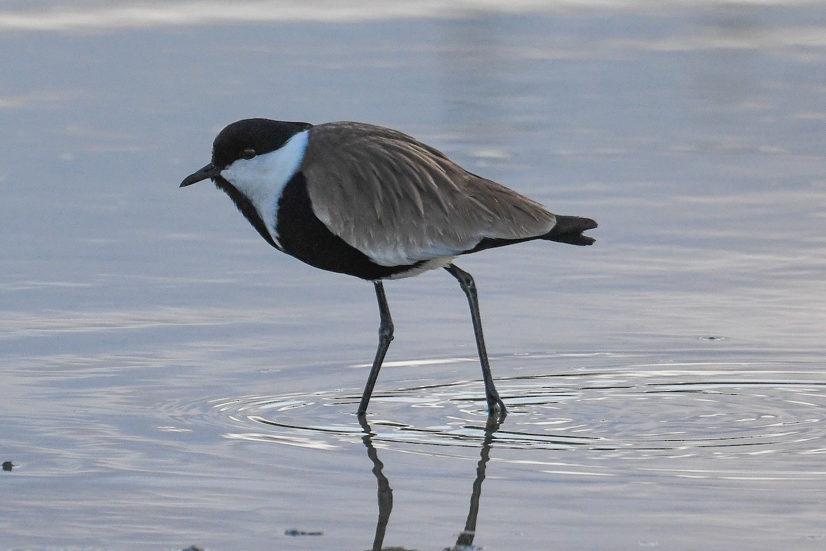 Spur-winged Lapwing - Bill Asteriades