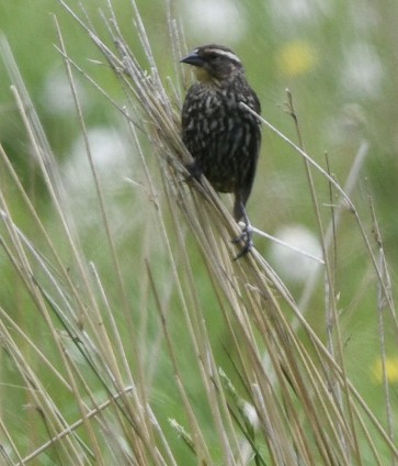 Red-winged Blackbird (Red-winged) - ML618733762