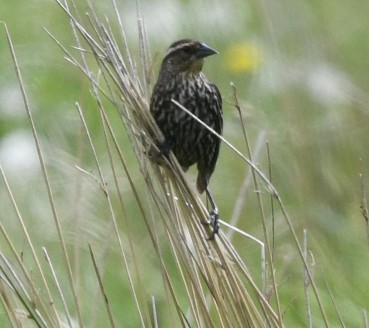 Red-winged Blackbird (Red-winged) - ML618733763
