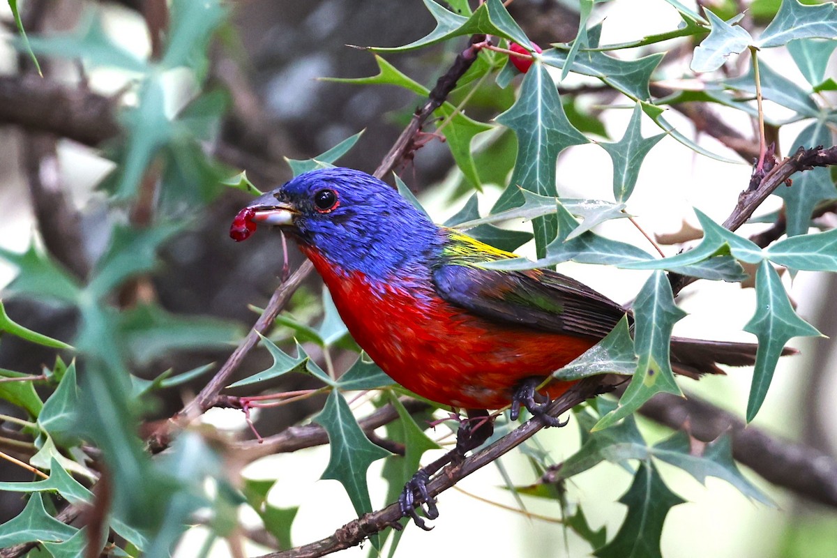Painted Bunting - ML618733785
