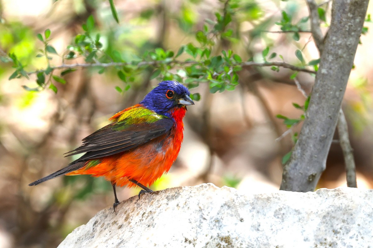 Painted Bunting - ML618733786