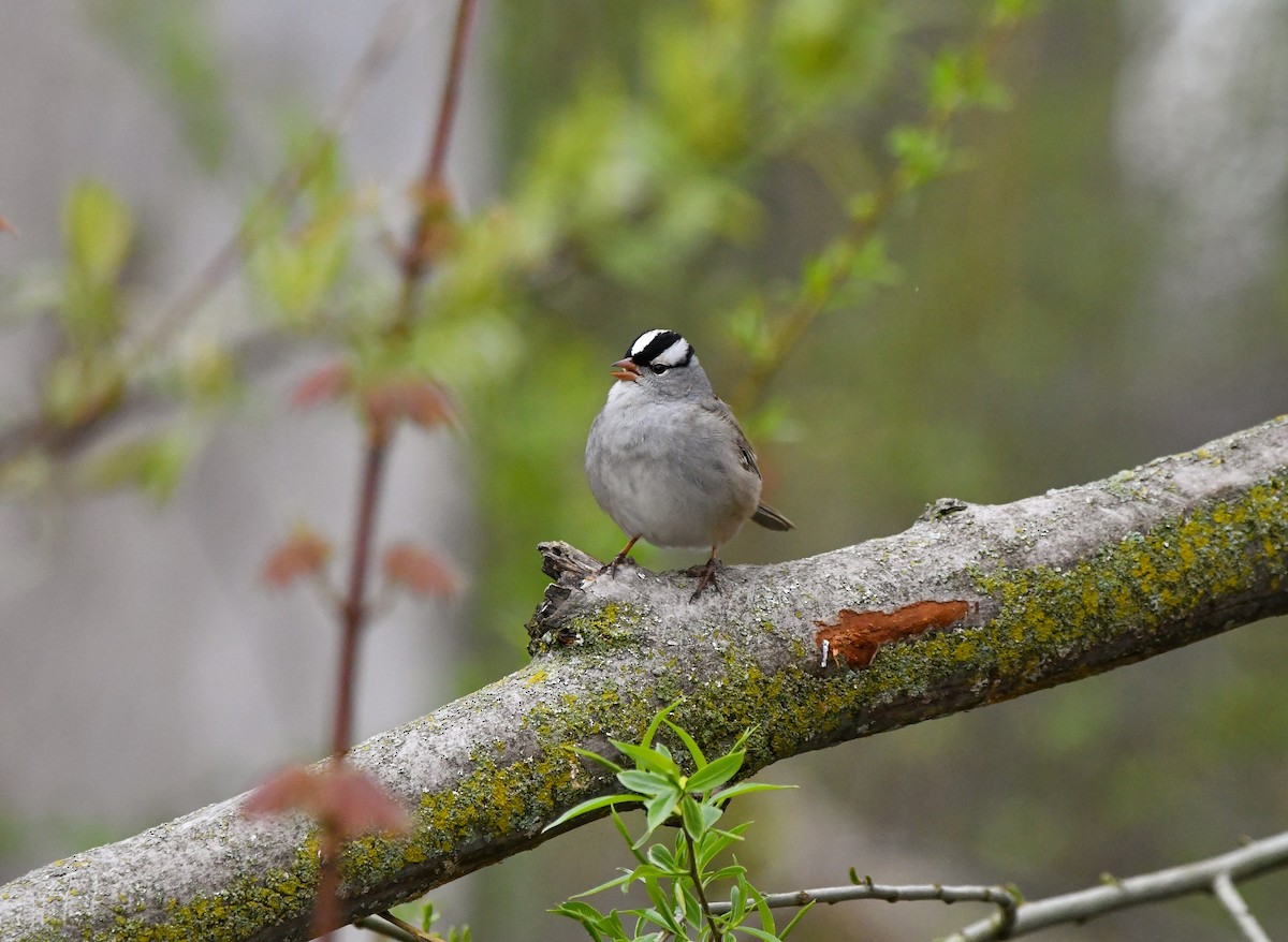 White-crowned Sparrow - ML618733805