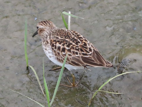 Least Sandpiper - Ruth Bergstrom