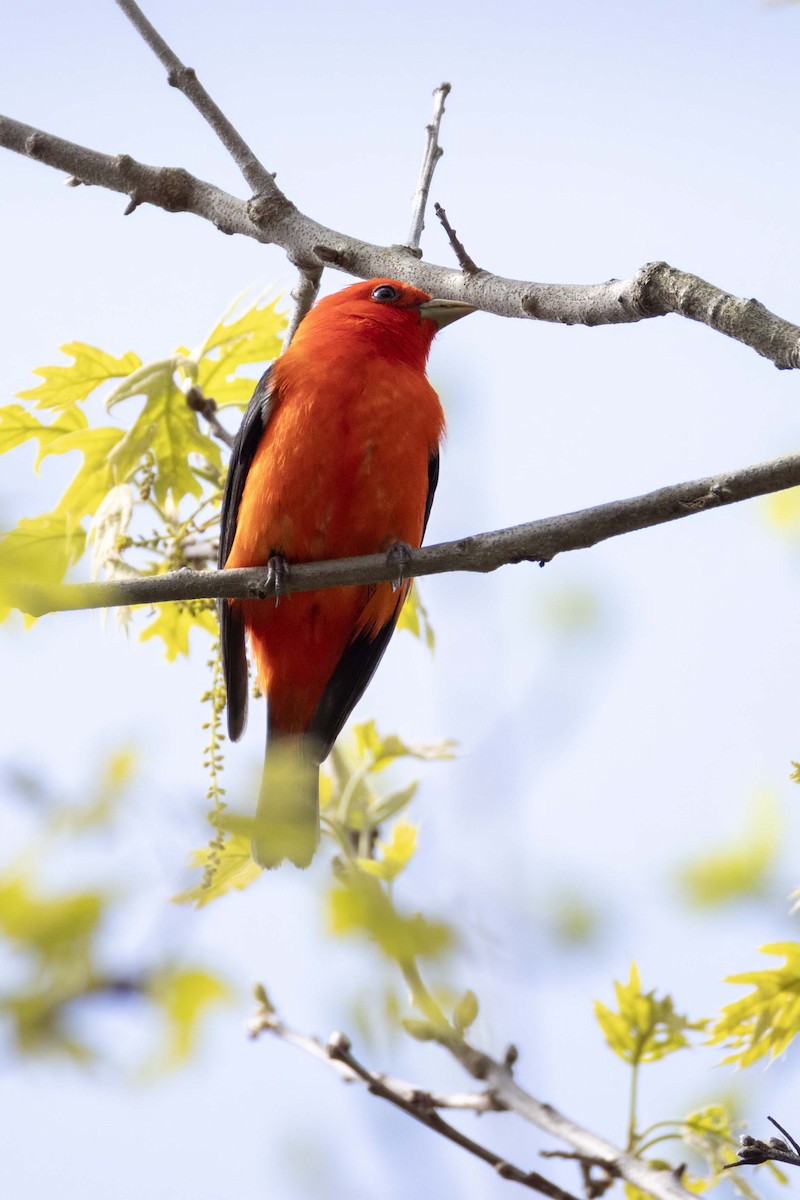 Scarlet Tanager - ML618733817