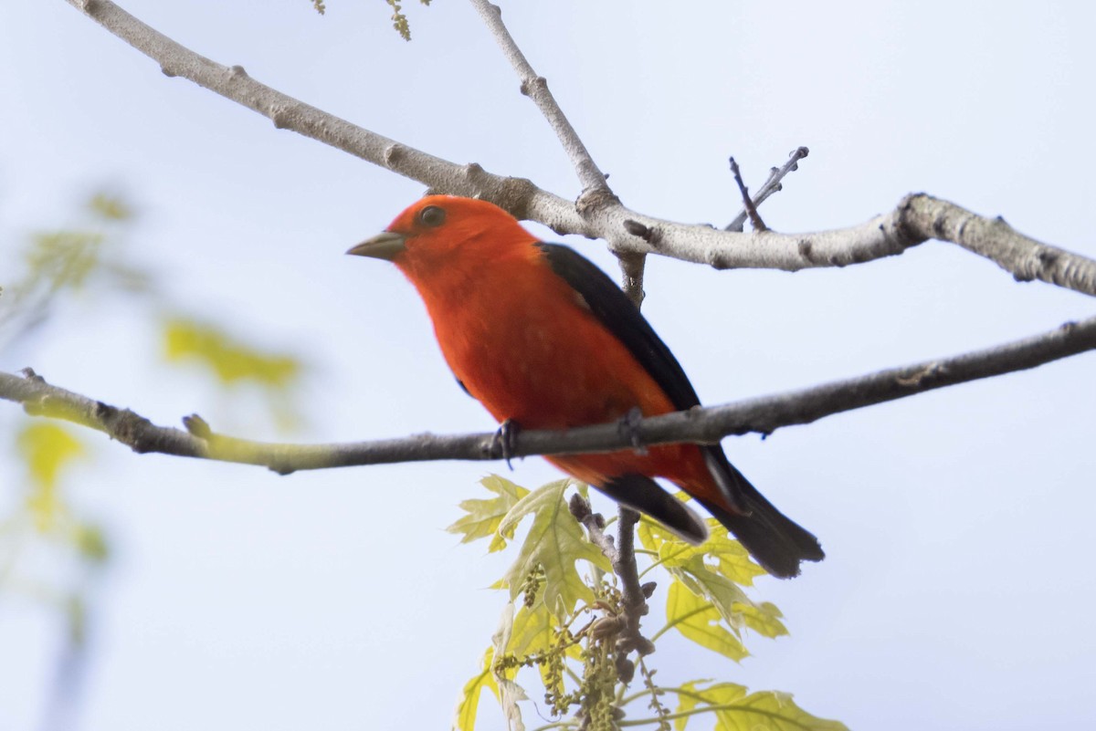 Scarlet Tanager - ML618733818