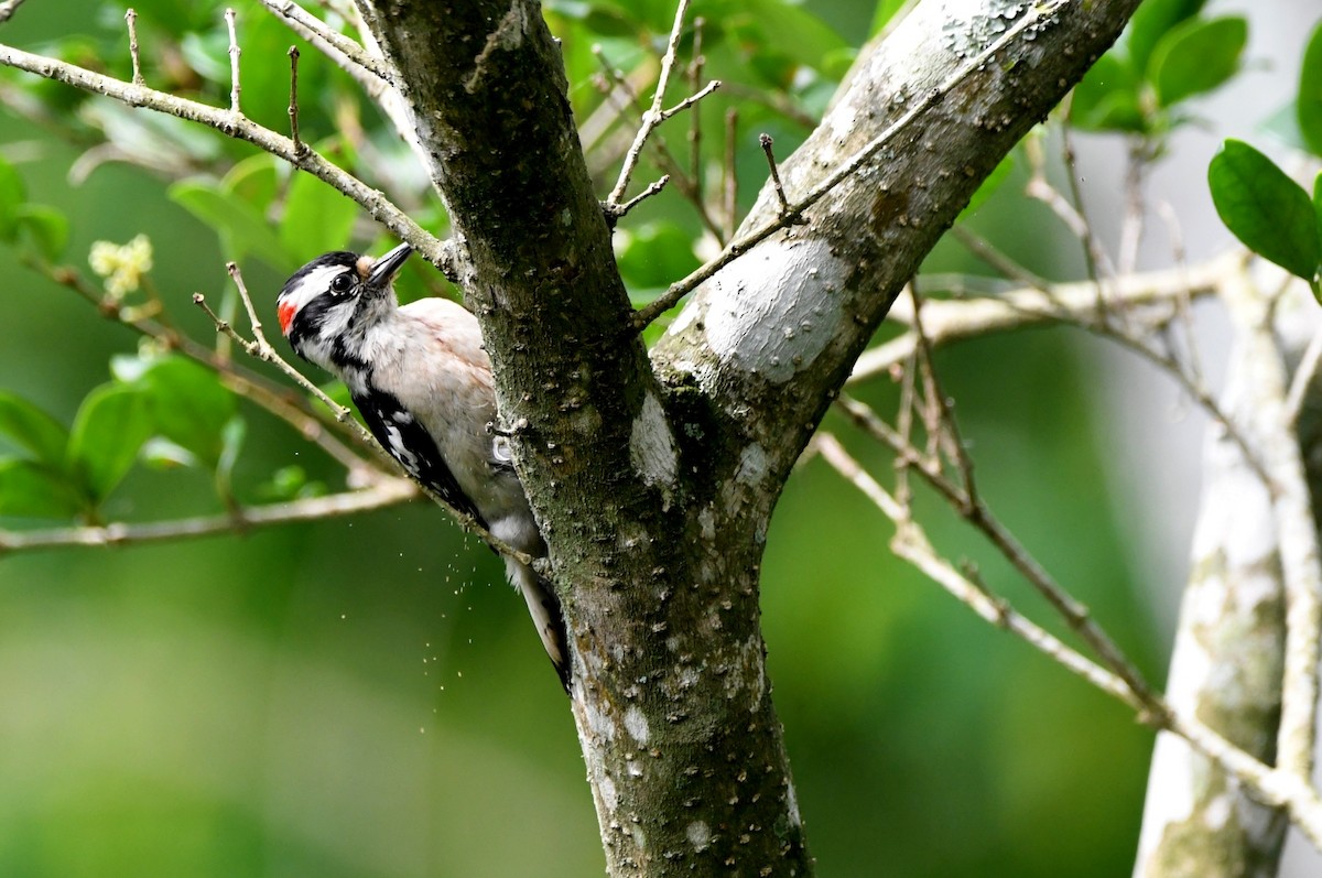 Downy Woodpecker - ML618733821