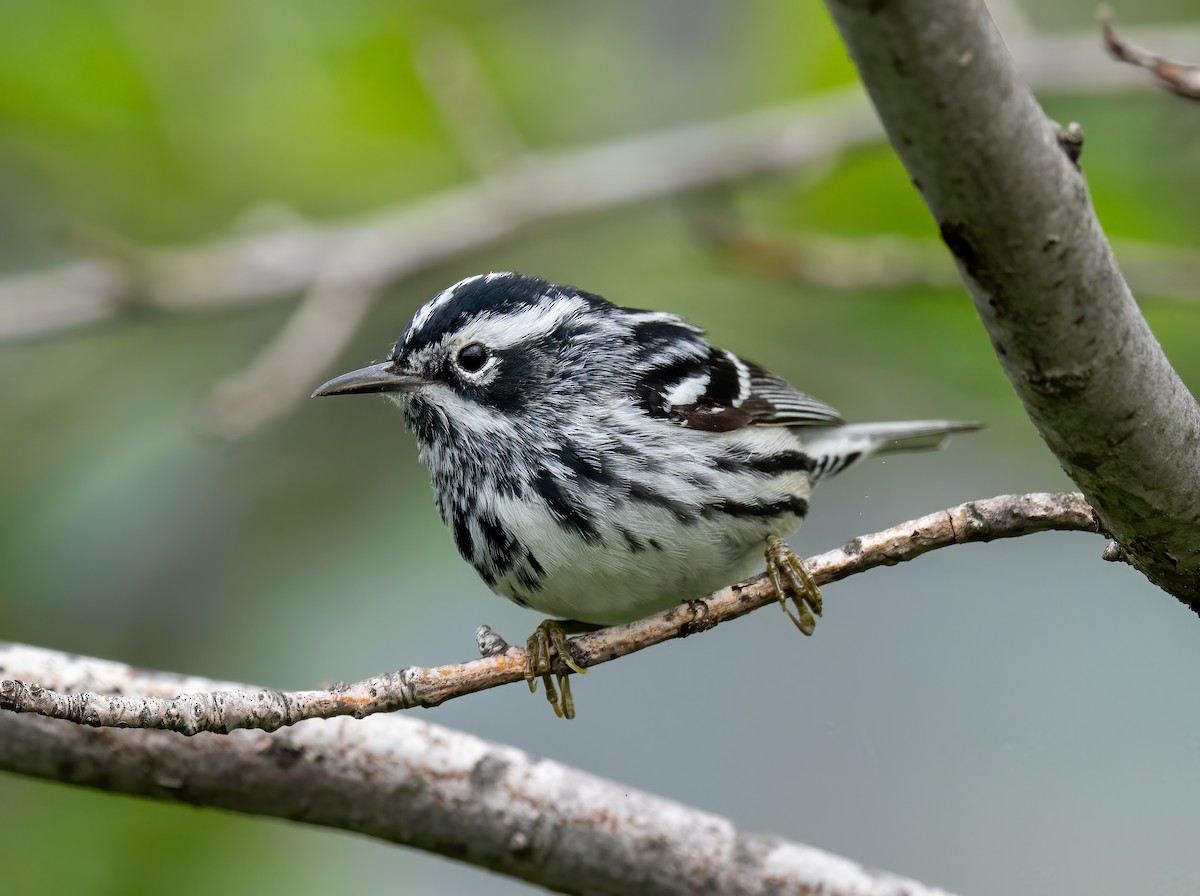 Black-and-white Warbler - ML618733822