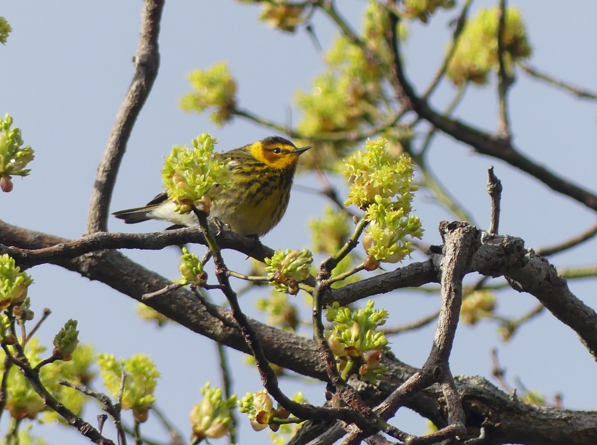 Cape May Warbler - ML618733827