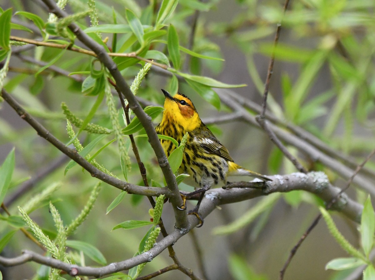 Cape May Warbler - ML618733833