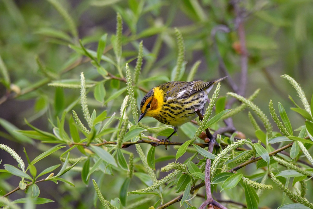Cape May Warbler - ML618733838