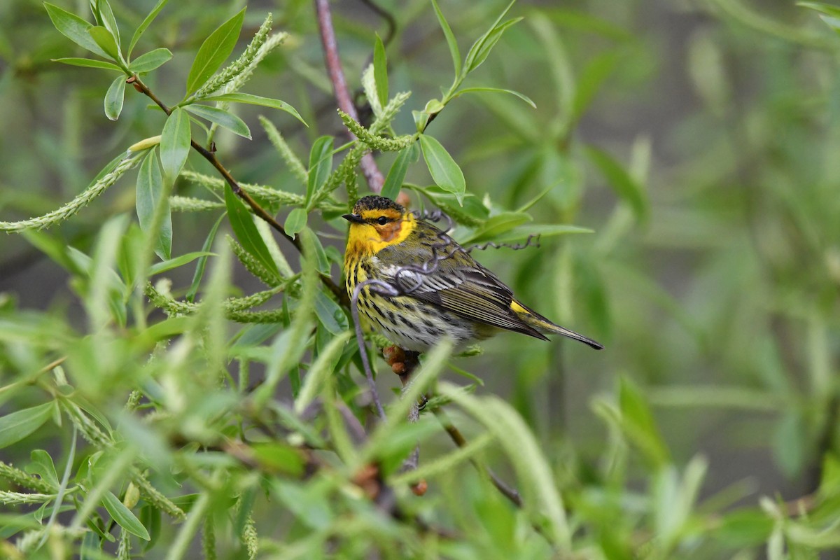 Cape May Warbler - ML618733845