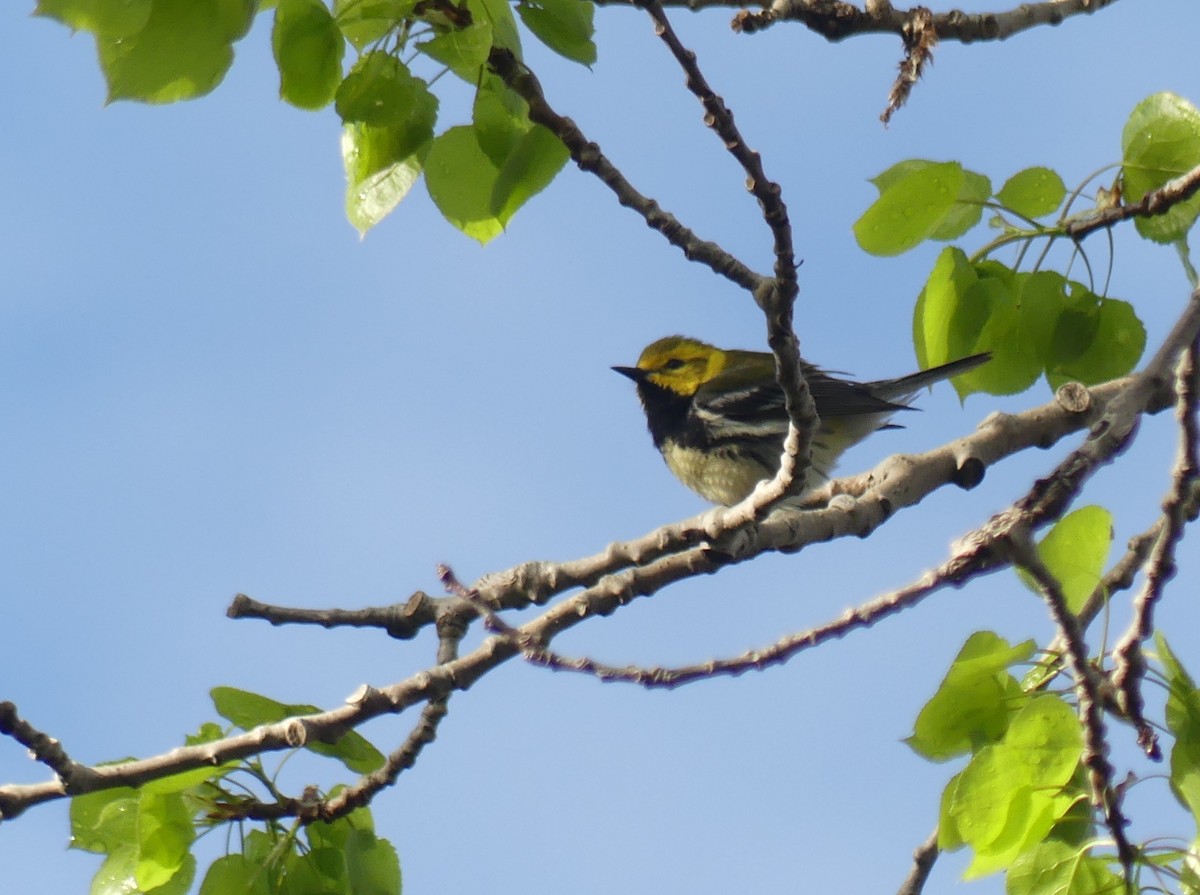 Black-throated Green Warbler - Jim Guion