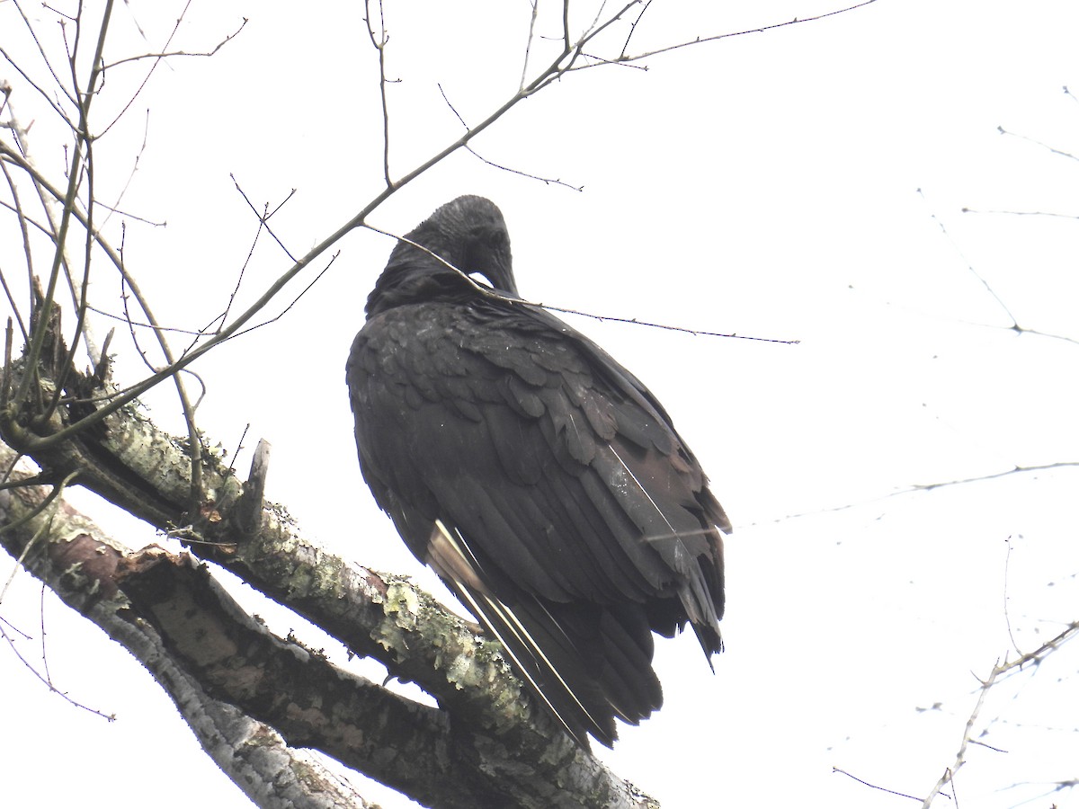 Black Vulture - ML618733848