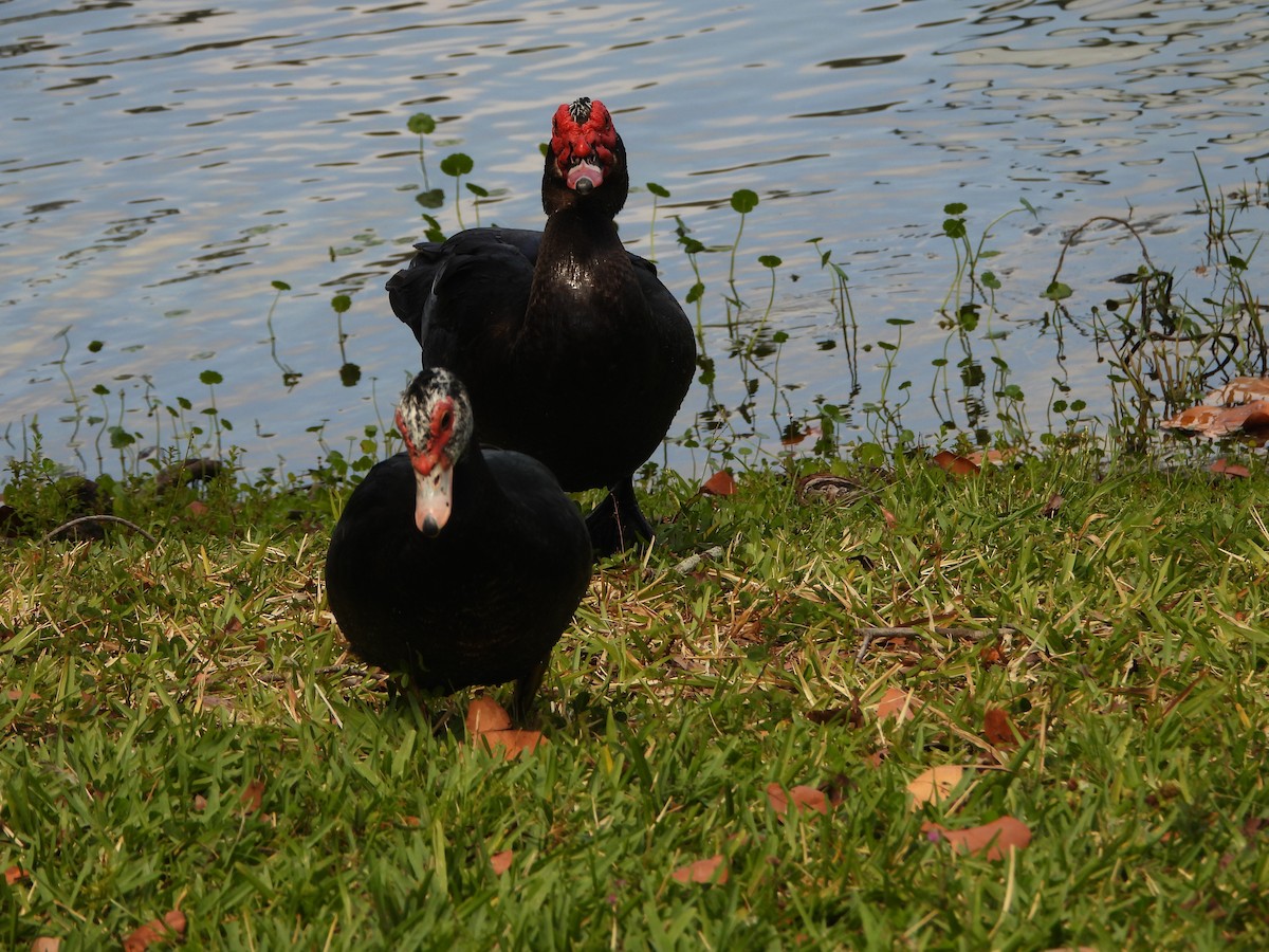 Muscovy Duck (Domestic type) - ML618733854