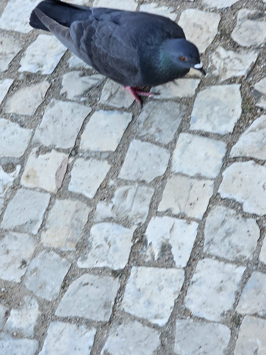 Pigeon biset (forme domestique) - ML618733898