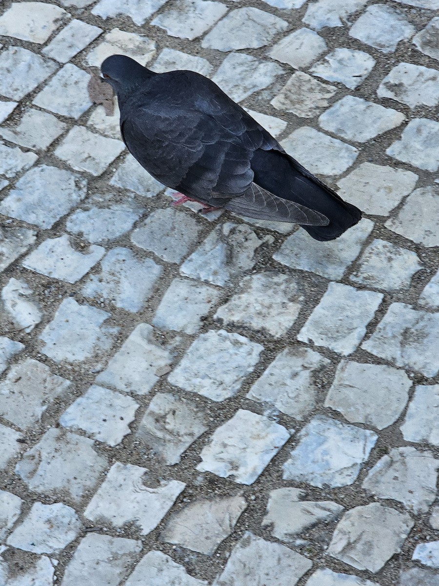 Rock Pigeon (Feral Pigeon) - ML618733900