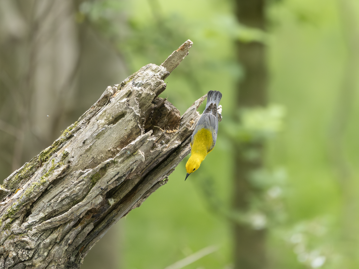 Prothonotary Warbler - ML618733908