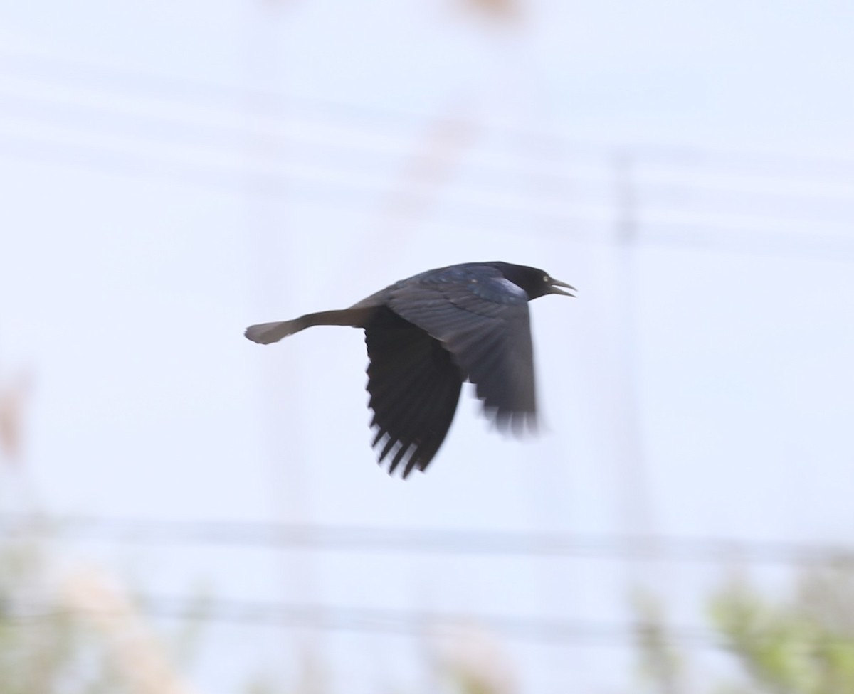 Boat-tailed Grackle - ML618733947
