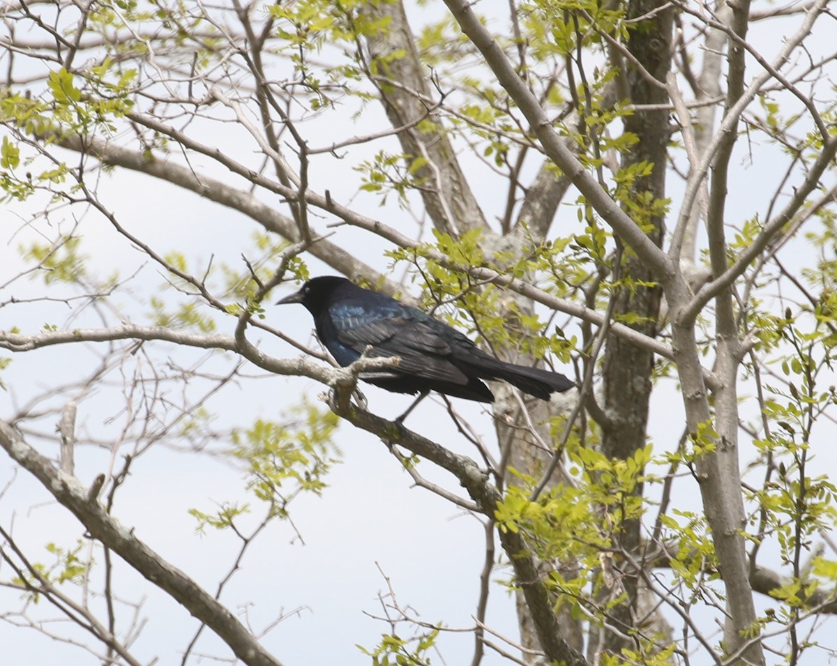 Boat-tailed Grackle - ML618733951