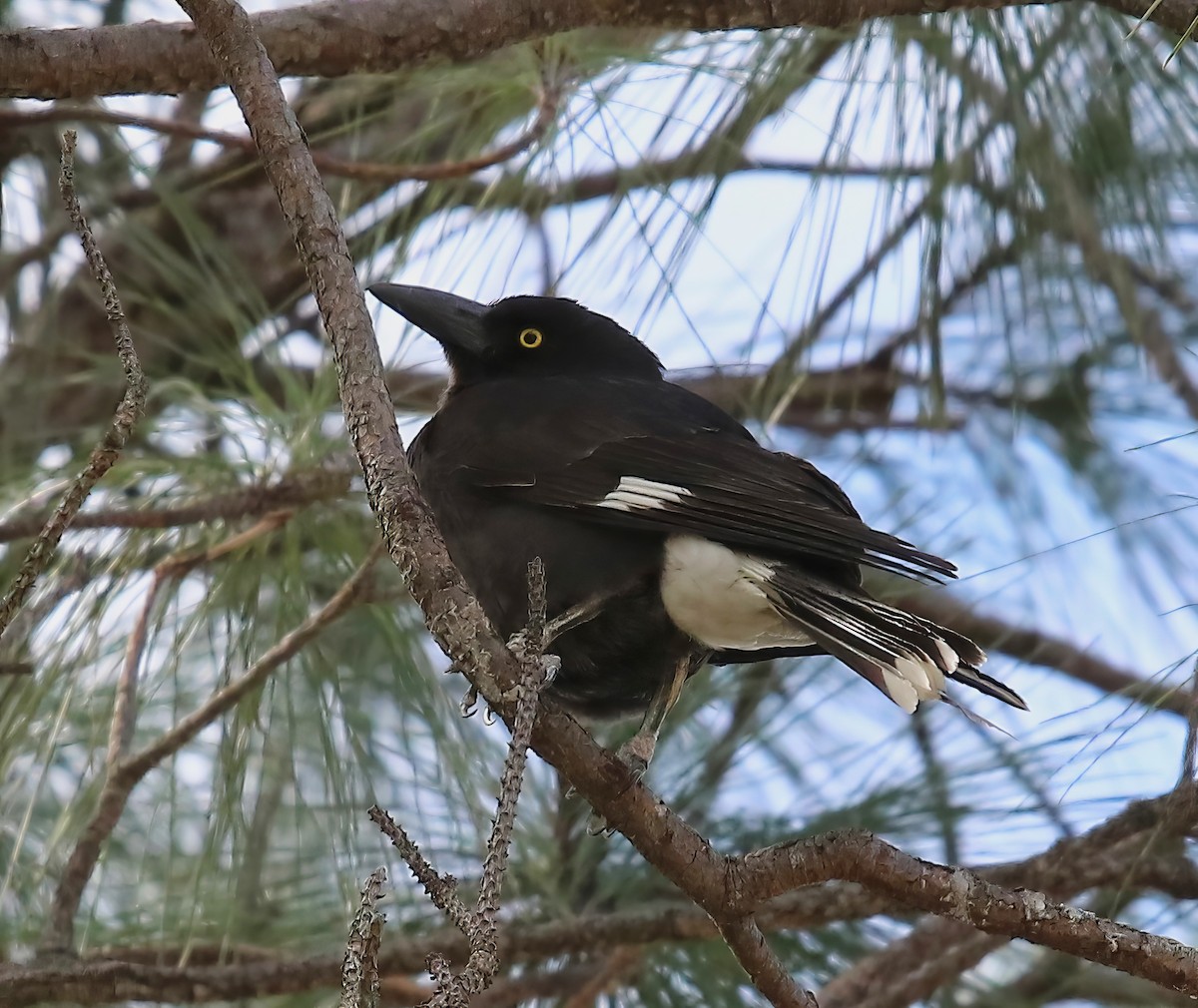 Pied Currawong - ML618733952