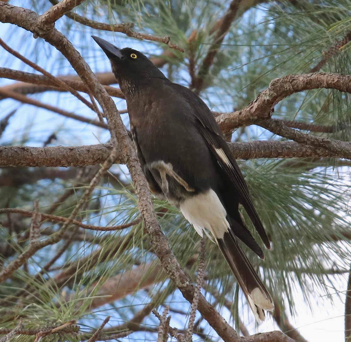 Pied Currawong - ML618733960