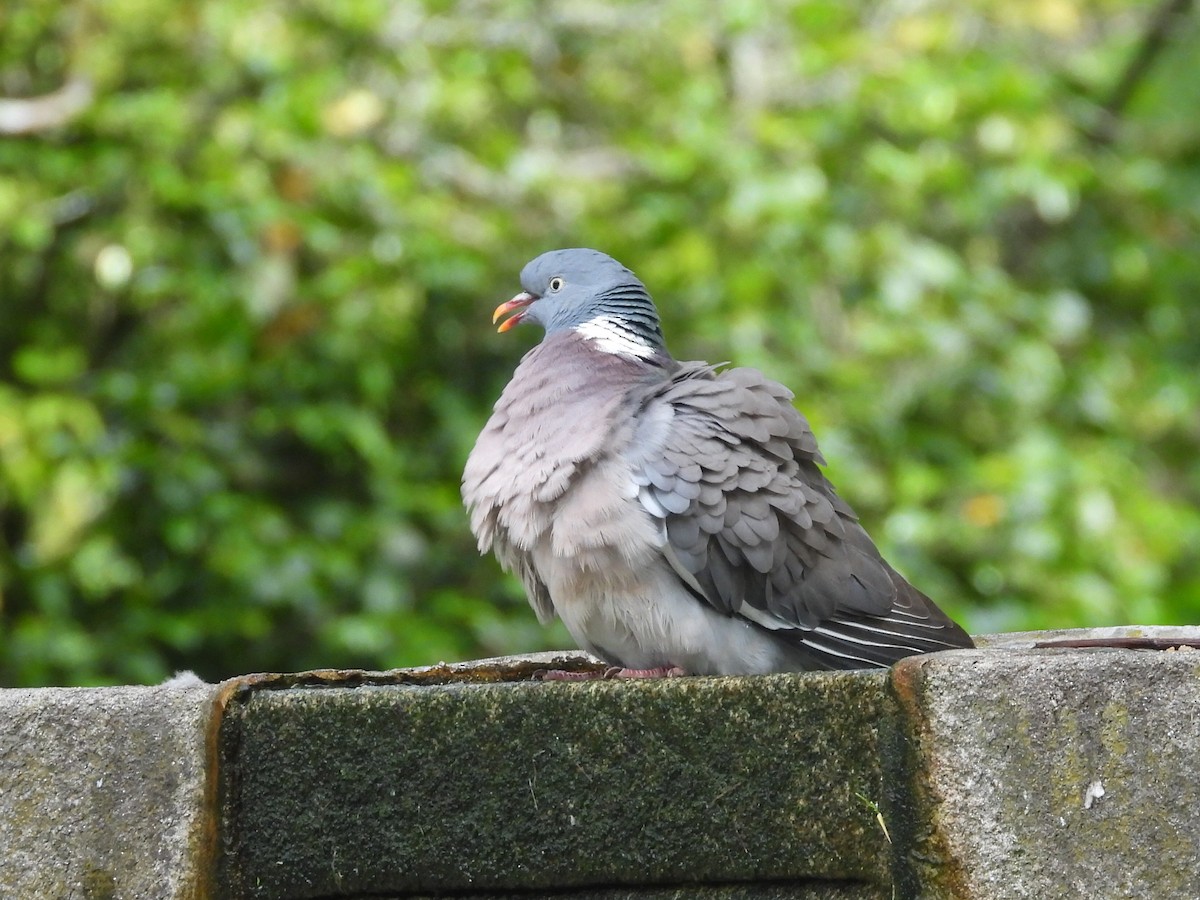 Common Wood-Pigeon - ML618734022