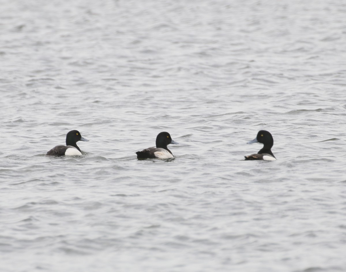 Greater Scaup - ML618734023