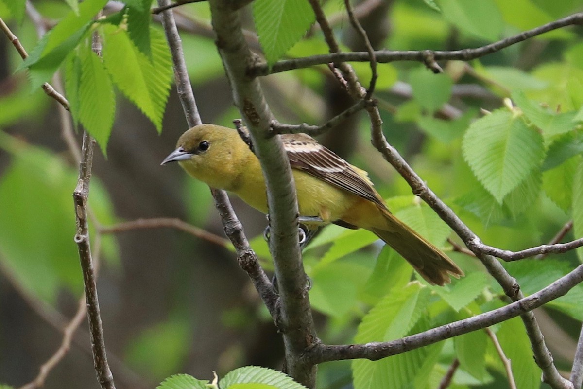 Orchard Oriole - ML618734033