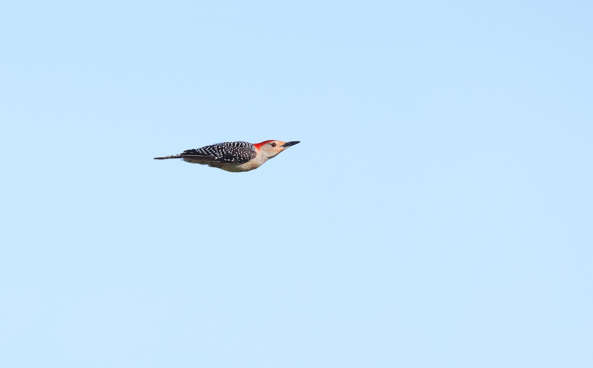 Red-bellied Woodpecker - ML618734035