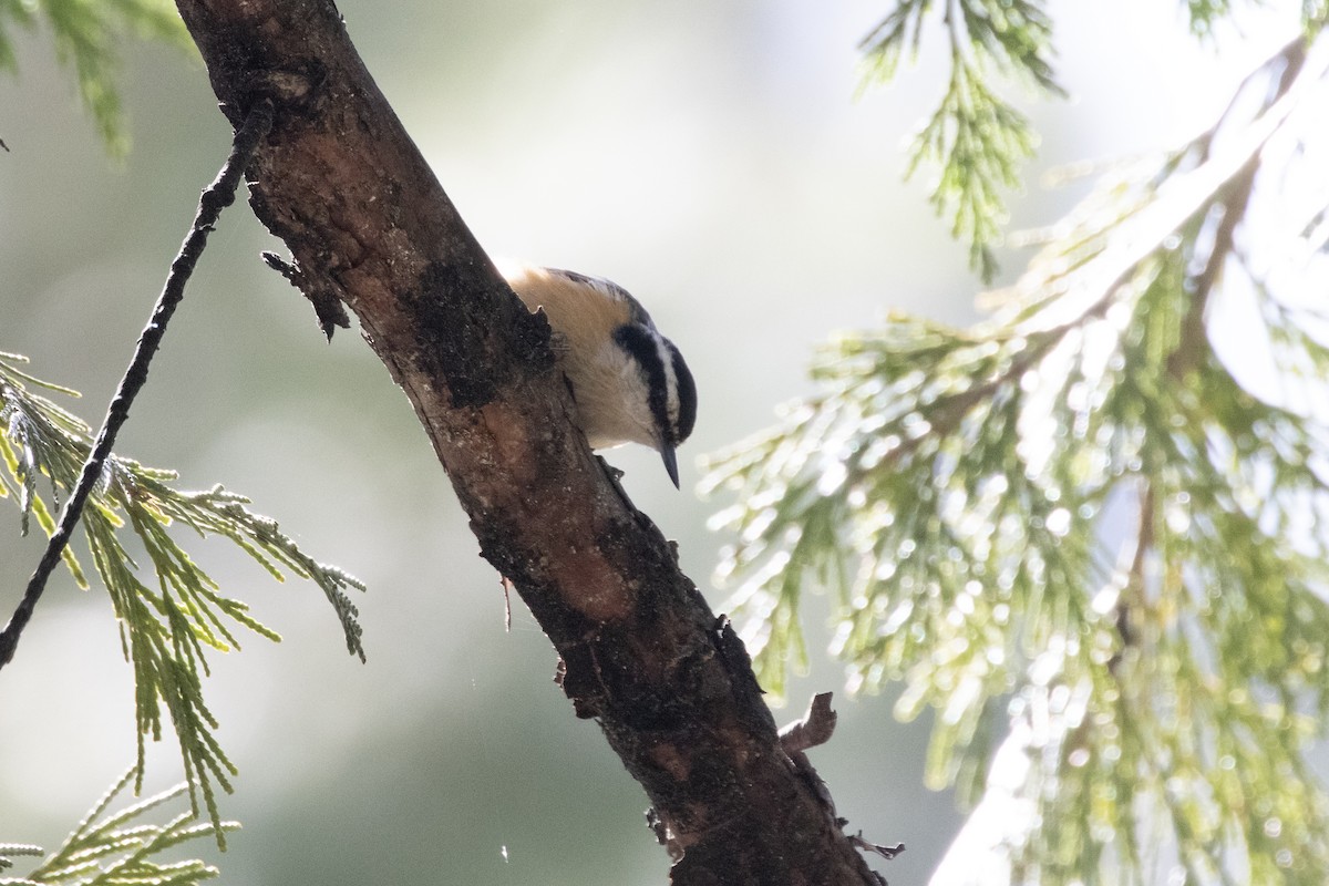 Red-breasted Nuthatch - ML618734062