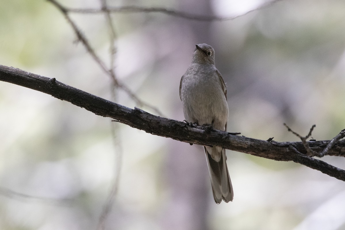 Townsend's Solitaire - ML618734069