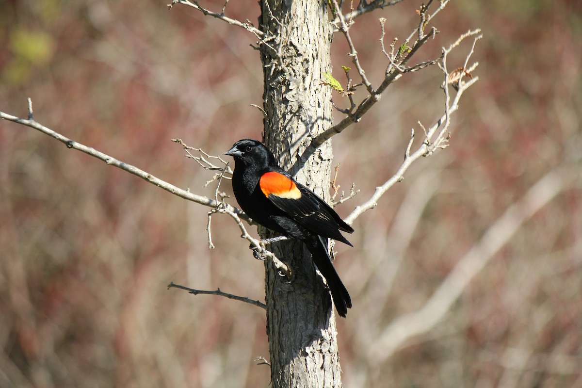 Red-winged Blackbird - ML618734074