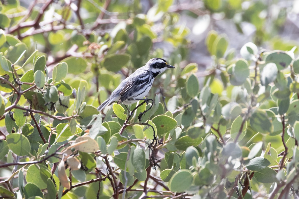 Black-throated Gray Warbler - ML618734079