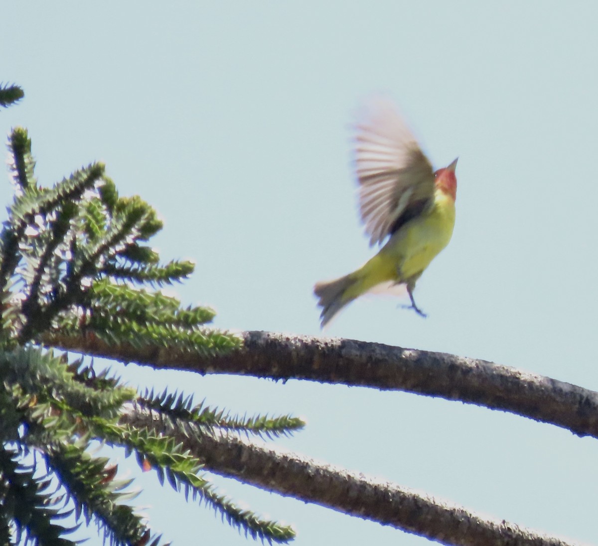 Western Tanager - ML618734081