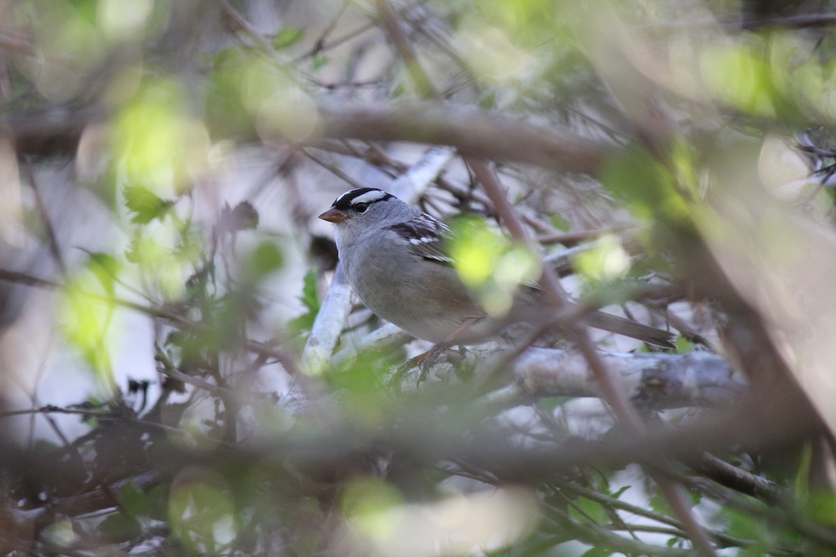 White-crowned Sparrow - ML618734100
