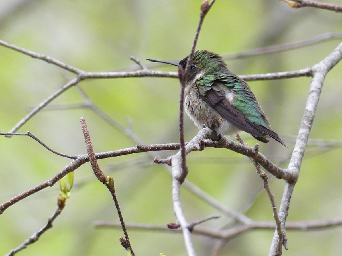 Ruby-throated Hummingbird - ML618734107