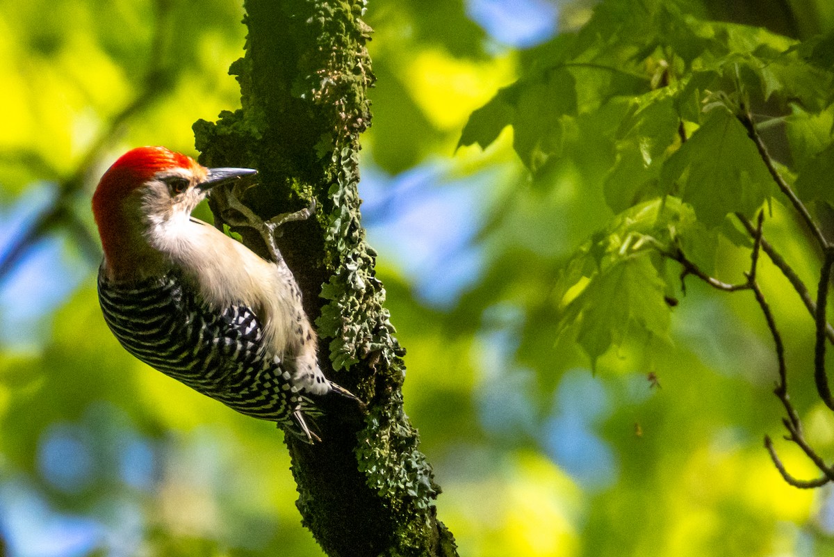 Red-bellied Woodpecker - ML618734132