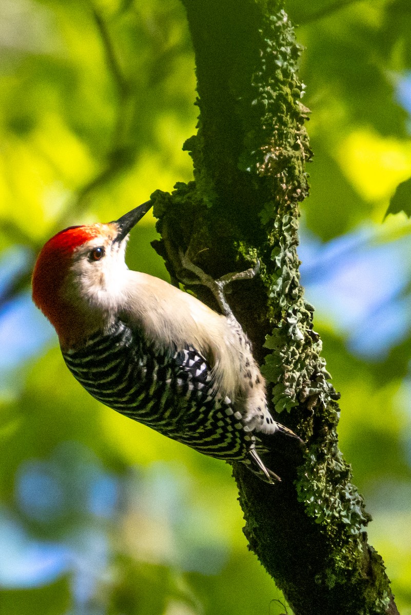 Red-bellied Woodpecker - ML618734133