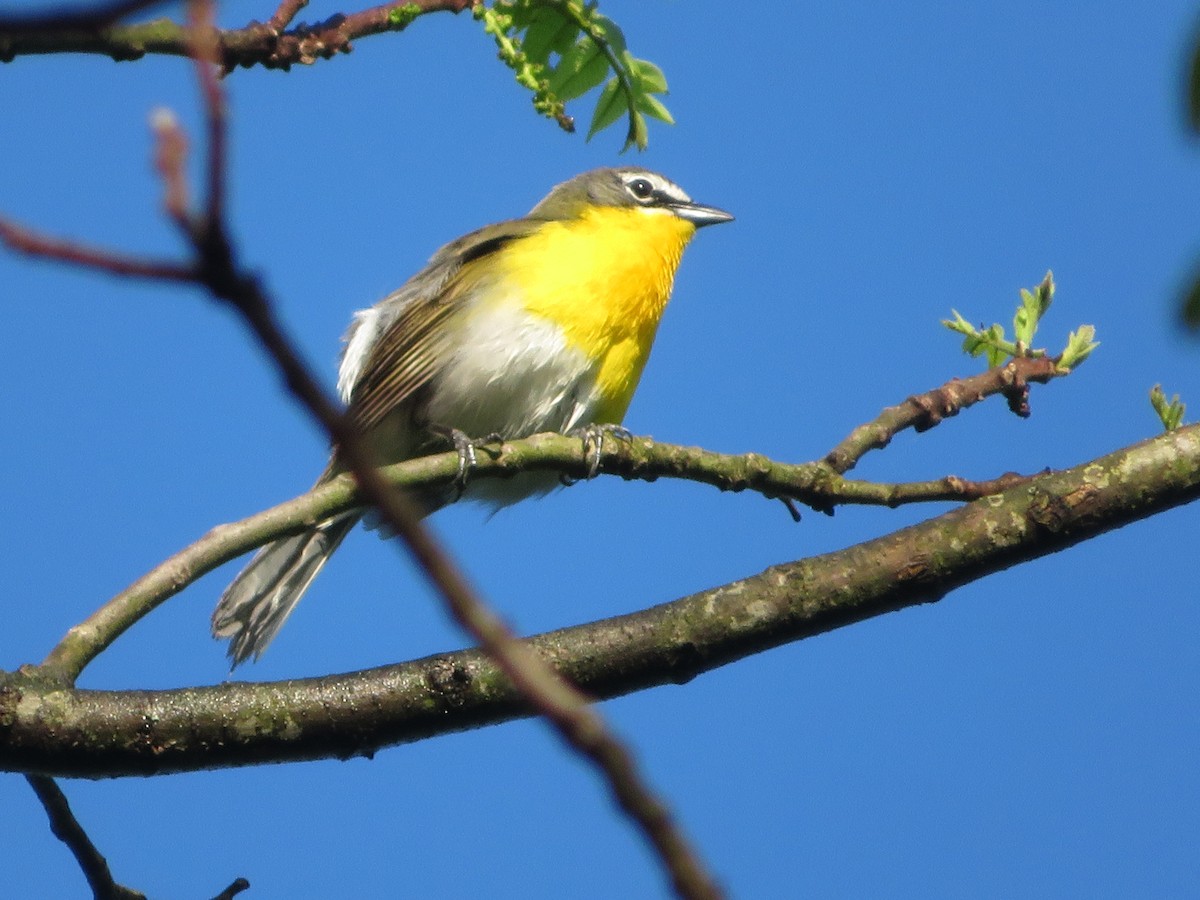 Yellow-breasted Chat - ML618734167