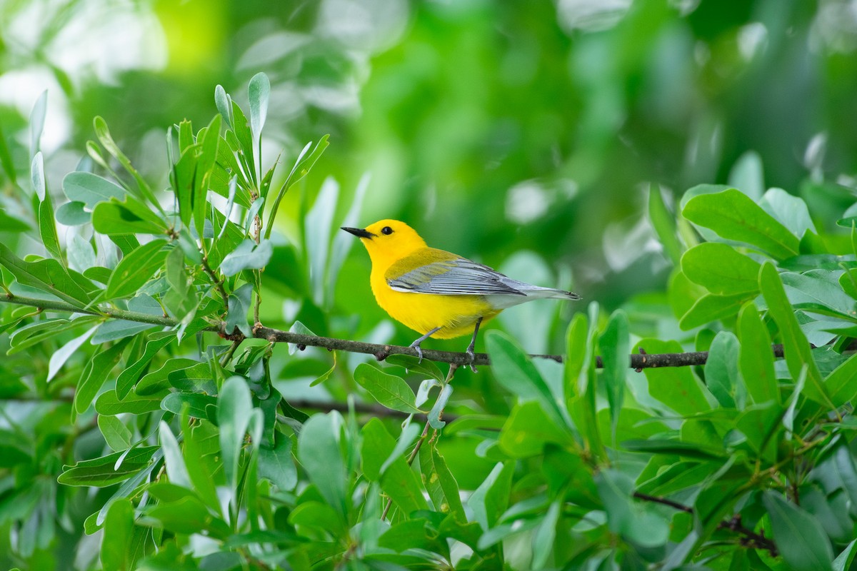 Prothonotary Warbler - ML618734254