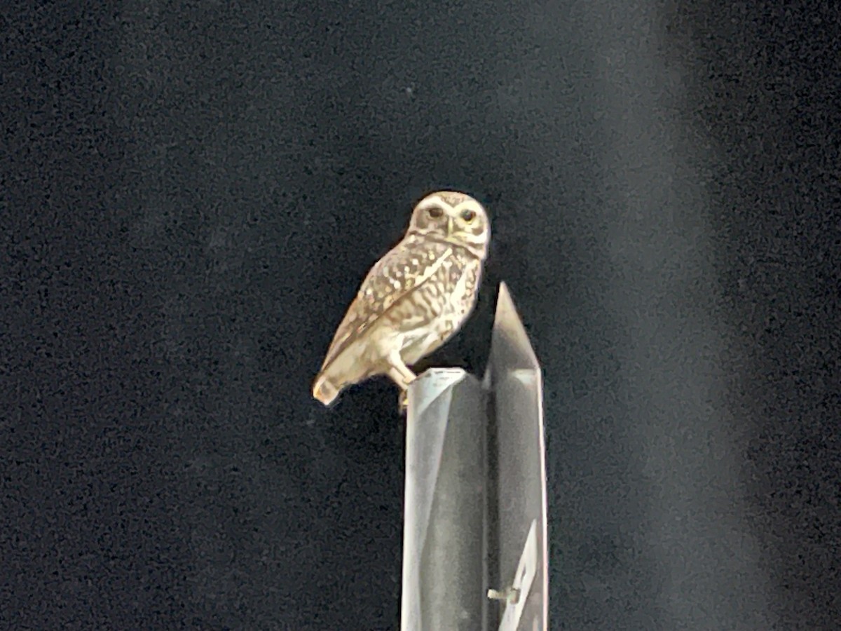 Burrowing Owl - ML618734294
