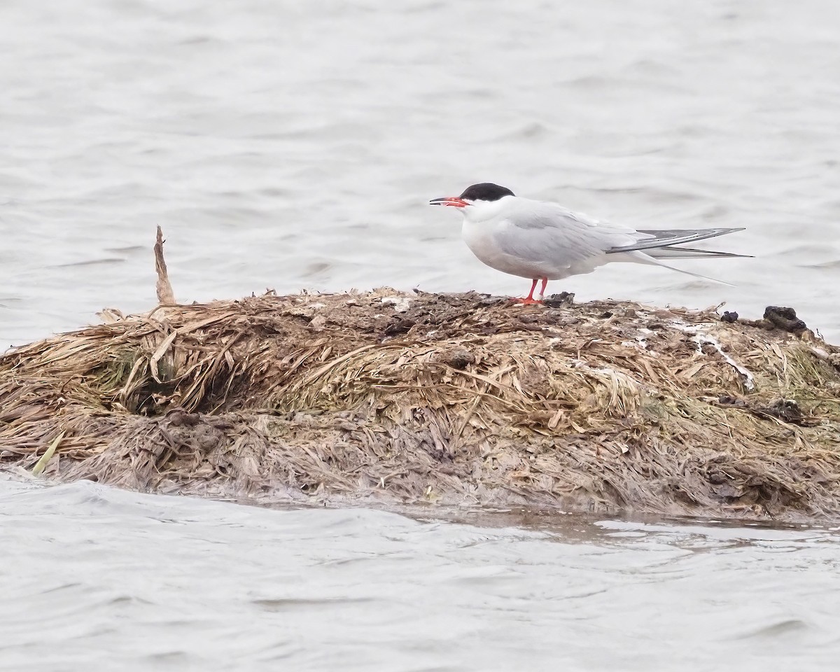 Forster's Tern - Mike Smith