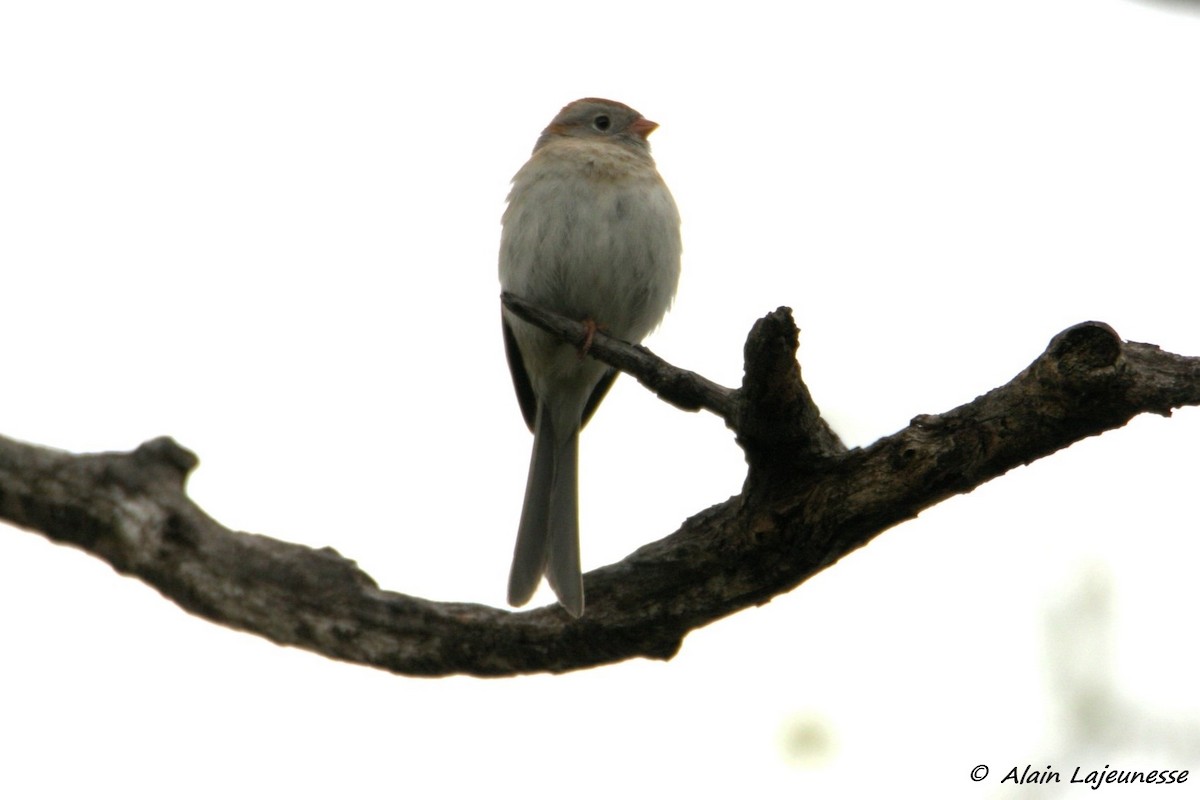 Field Sparrow - ML618734314