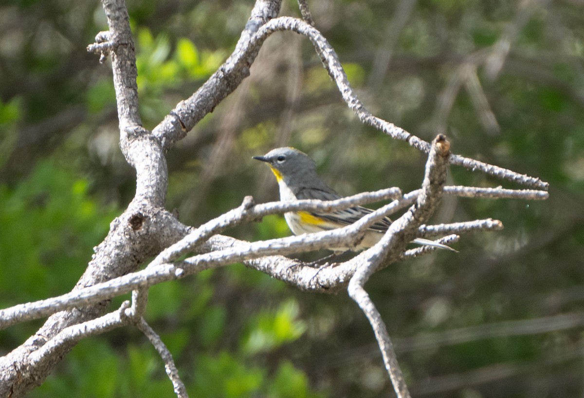 Yellow-rumped Warbler (Audubon's) - ML618734337