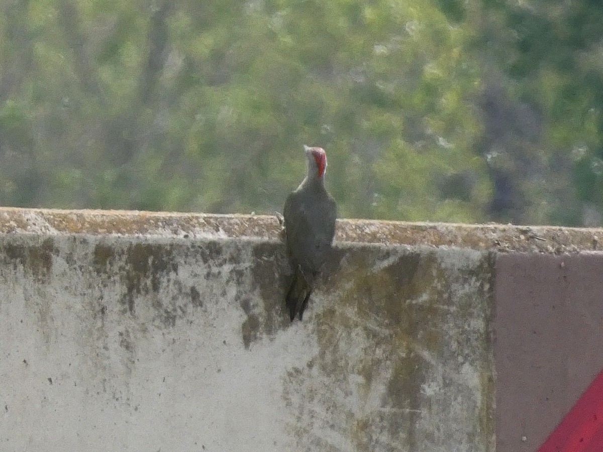 Iberian Green Woodpecker - ML618734338