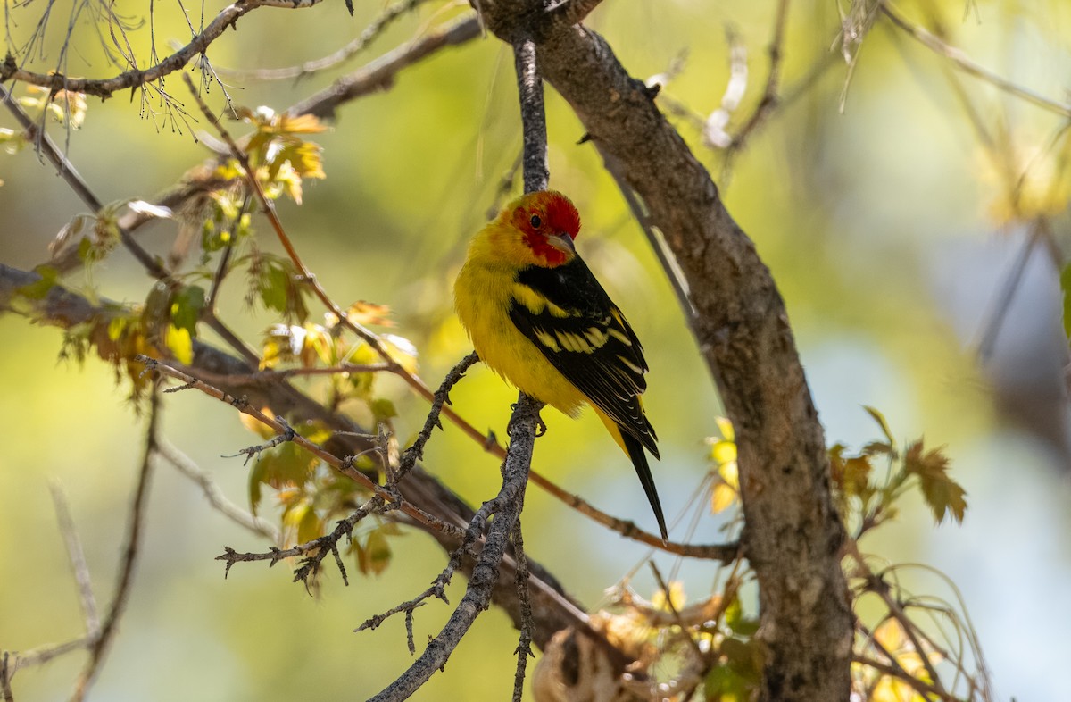 Western Tanager - ML618734342