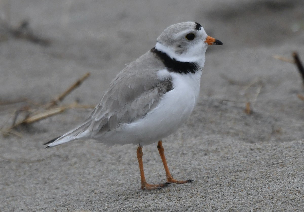 Piping Plover - ML618734389