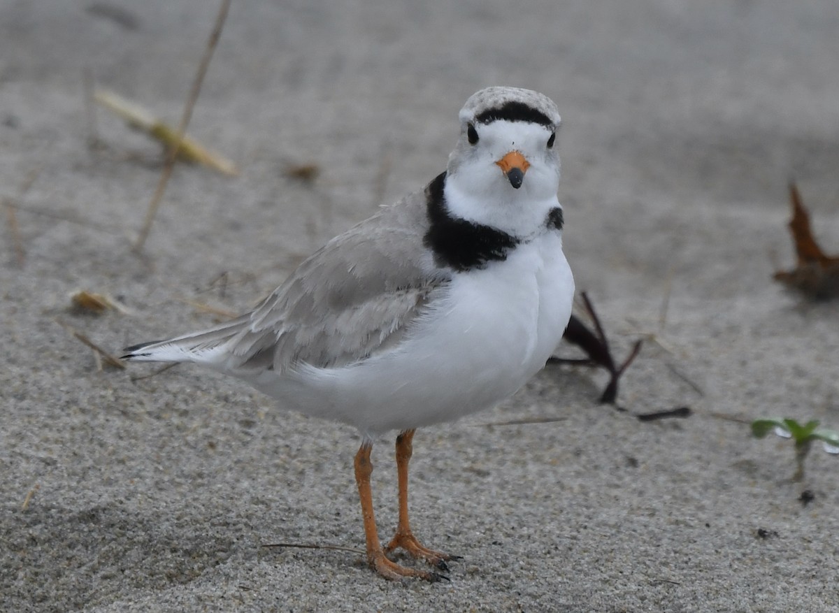 Piping Plover - ML618734391