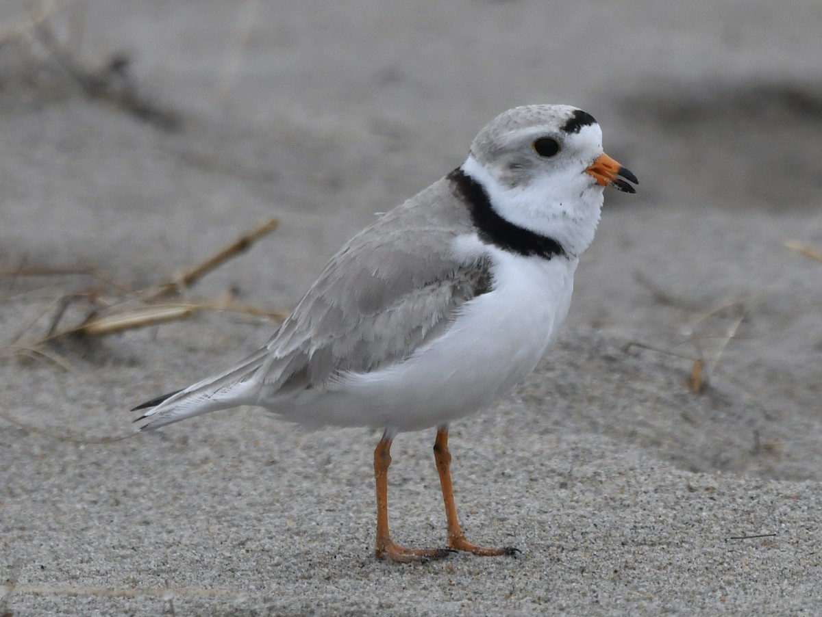Piping Plover - ML618734397
