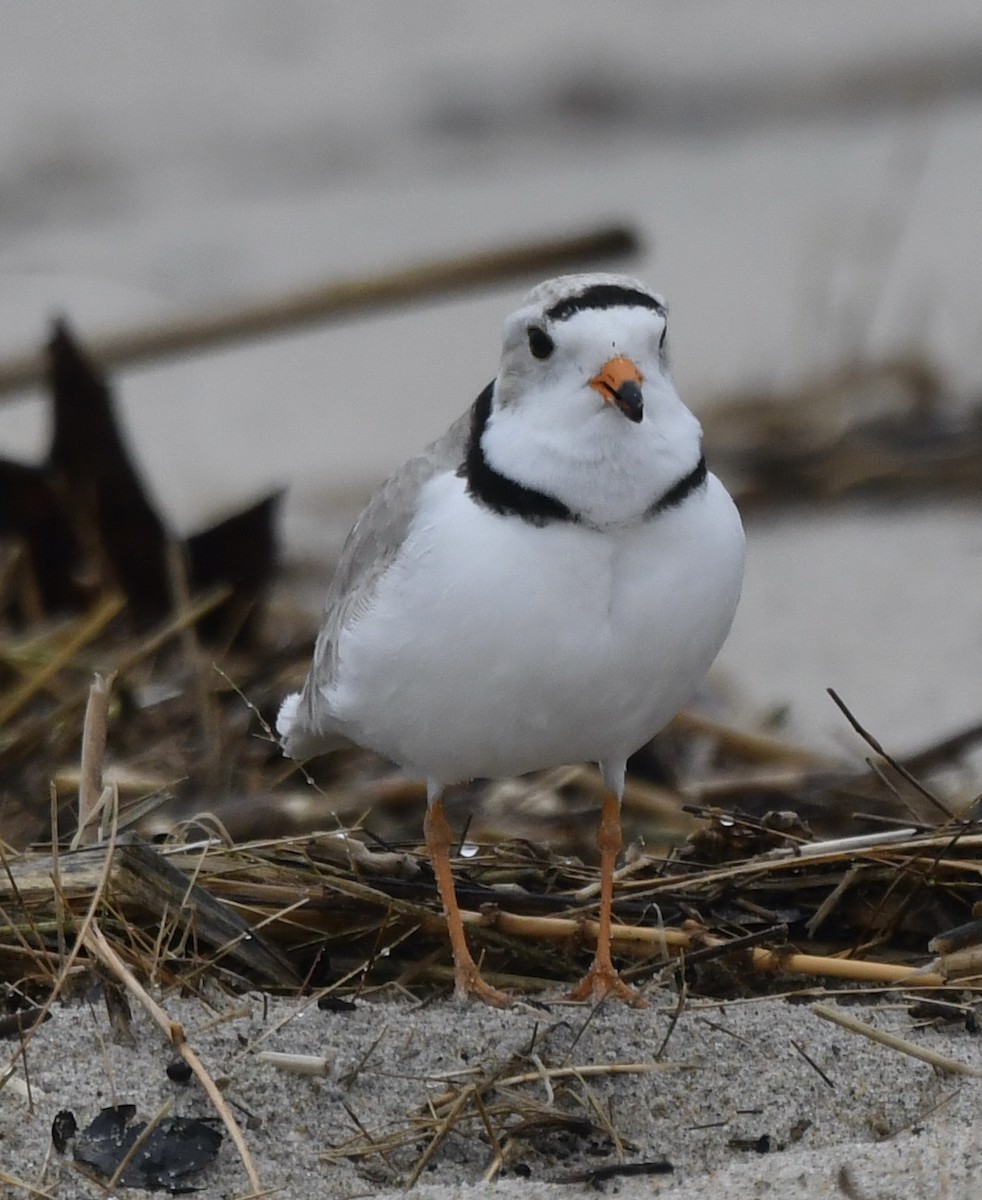 Piping Plover - ML618734411